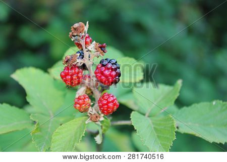 Wild Blackberries In The Agios Nikolaos Park Naousa Greece