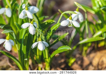 White Blooming Snowdrop Folded Or Galanthus Plicatus. Spring Sunny Day In The Forest. Close Up, Shal