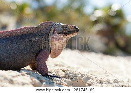 animal, fauna and nature concept - exuma island iguana in the bahamas