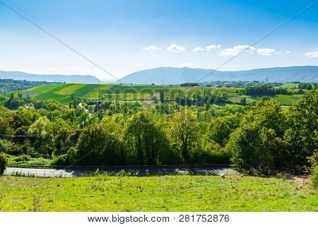 Vineyard Landscape In Russin, Geneva Canton In Switzerland