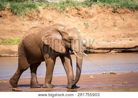 Elephants In The Savannah Near A Water Hole Comes To Drink