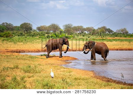 Elephants In The Savannah Near A Water Hole Comes To Drink