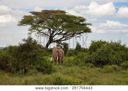 Elephant Is Standing In The Savannah Under The Tree And Watching
