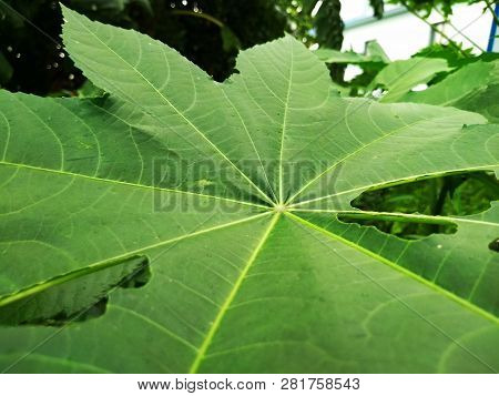 Green Leaf Background Image Of Nature For Wallpaper