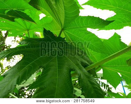 Green Leaf Background Image Of Nature For Wallpaper