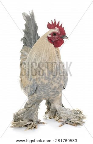 Dutch Booted Bantam In Front Of White Background