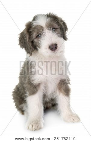 Puppy Bearded Collie In Front Of White Background