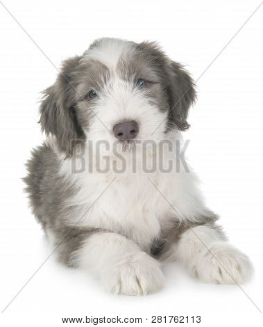 Puppy Bearded Collie In Front Of White Background