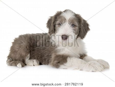 Puppy Bearded Collie In Front Of White Background