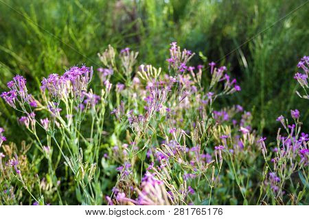 Lychnis Viscaria Vulgaris (also Known As Silene Viscaria, Sticky Catchfly Or Clammy Campion) Flowers