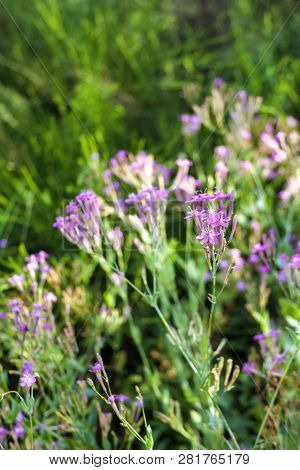 Lychnis Viscaria Vulgaris (also Known As Silene Viscaria, Sticky Catchfly Or Clammy Campion) Flowers