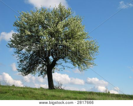 Arbre sur une colline verte