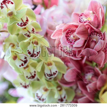 Cymbidium Orchid Flowering Plant In Pink And Green Colors.
