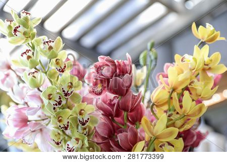 Cymbidium Orchid Flowering Plant In Pink, Green, Yellow Colors.