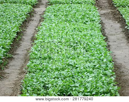Seedlings Of Young Cabbage In Futog, Serbia