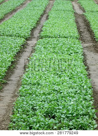 Seedlings Of Young Cabbage In Futog, Serbia