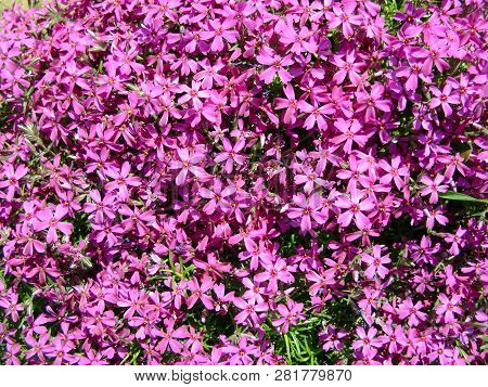 Phlox Subulata, Moss Phlox Or Mountain Phlox Flowers Background. Purple Flowers For Background, Top 