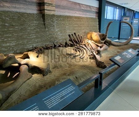 Svilajnac, Serbia - July, 2018: Mammoth Kika At The Nature Museum Svilajnac, Serbia.