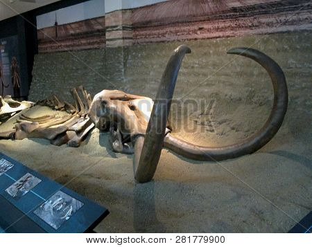 Svilajnac, Serbia - July, 2018: Mammoth Kika At The Nature Museum Svilajnac, Serbia.