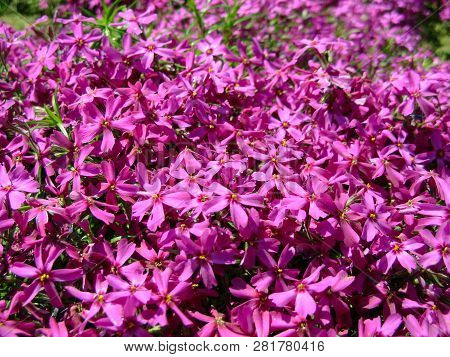Phlox Subulata, Moss Phlox Or Mountain Phlox Flowers Background. Purple Flowers For Background, Top 