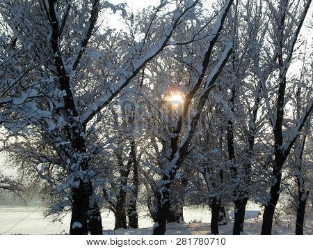 Snow And Ice Covered Trees In The Winter Freezing Day. River Danube Environment, Futog Serbia