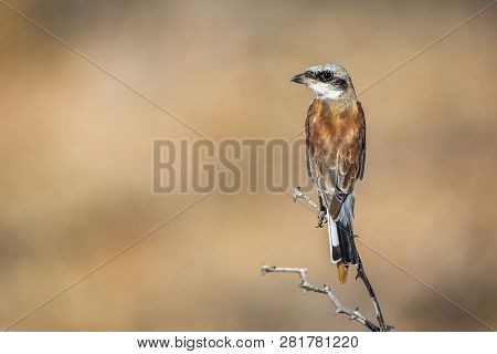 Red-backed Shrike In Blur Background In Kruger National Park, South Africa ; Specie Lanius Collurio 