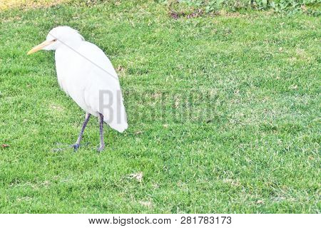 Little Egret Standing At The Edge Of A Pond To Catch A Fish. Little Egret Egretta Garzetta Is A Smal