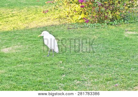 Little Egret Standing At The Edge Of A Pond To Catch A Fish. Little Egret Egretta Garzetta Is A Smal