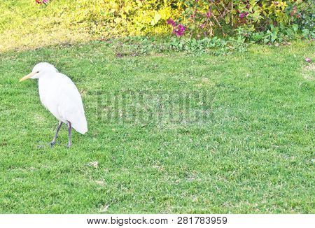 Little Egret Standing At The Edge Of A Pond To Catch A Fish. Little Egret Egretta Garzetta Is A Smal