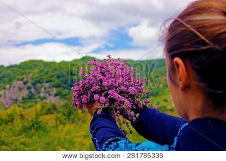 Thyme Plant Fresh Herbal Tea From The Nature