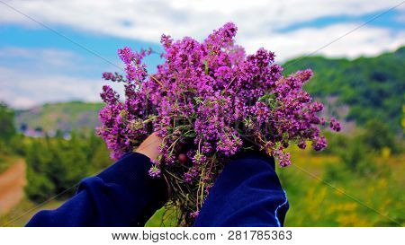 Thyme Plant Fresh Herbal Tea From The Nature
