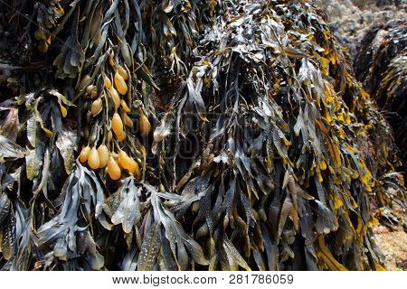 Bladderwrack On Rocks At Low Tide In Brittany