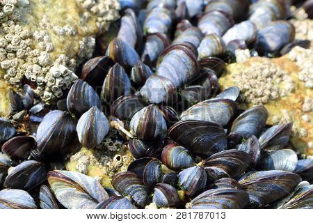 Wild Mussels And Barnacles On Rocks At Low Tide In Brittany