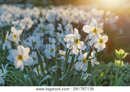 Beautiful Blooming White Daffodils In The Park. Evening Sunlight