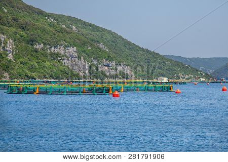 Adriatic Coast Tour. Limski Fjord In Istria. Oyster Farm Adriatic Sea