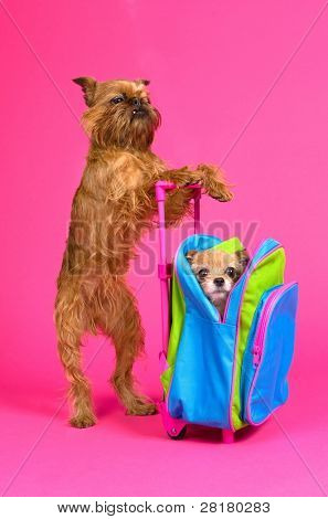 Hund travel, isoleret på pink baggrund