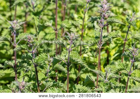 Stinging Neetle In The Wild And Its Healthy Vertue