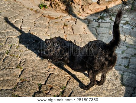 Stretching Dog,ohrid,macedonia.the Black,stray Dog Casts An Interesting Shadow On The Path After Cra