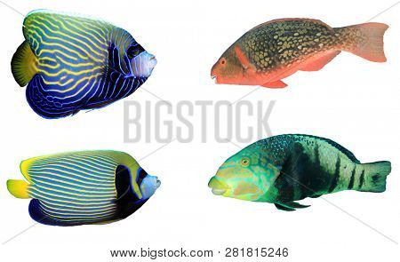 Tropical reef fish isolated. Emperor Angelfish, Red Parrotfish and Thicklipped Wrasse on white background 