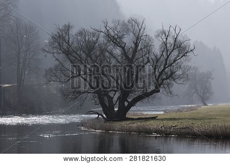 Lone Tree Above Misty Semoy River Near Bouillon City In Ardennes Belgium By Winter Season