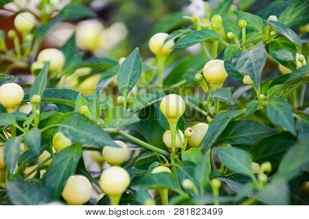 These Little Balls Are Cherry Peppers Or Solanaceae.  It Is A Type Of Chilli Whice Is Circle And Lig