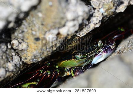 A Portrait Of A Rock Crab (leptograpsus Variegatus, Or Purple Rock Crab) In Natural Environment 