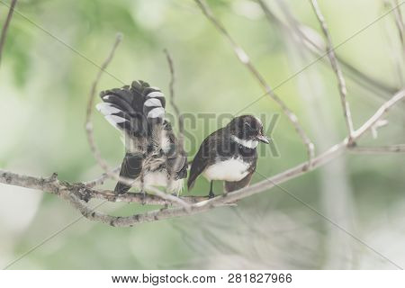 Two Birds (malaysian Pied Fantail, Rhipidura Javanica) Black And White Color Are Couple, Friends Or 