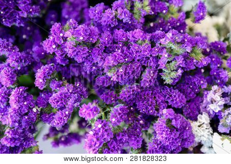 Violet Limonium Sinuatum Or Statice Salem Flowers, Floral Background.