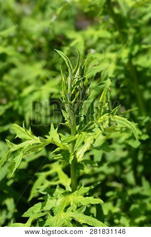 Southern Globethistle Flower Bud - Latin Name - Echinops Ritro