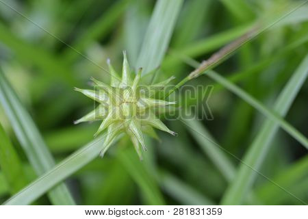 Grays Sedge - Latin Name - Carex Grayi