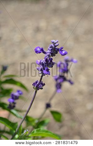 Mealy Cup Sage - Latin Name - Salvia Farinacea Evolution