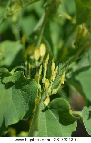 Common Birthwort Flower Buds - Latin Name - Aristolochia Clematitis