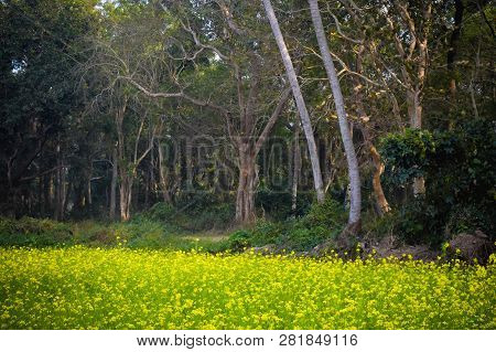 Early Autumn Countryside Morning: A Summer Morning At Cleanest Village In Asia: Mawlynnong, Meghalay