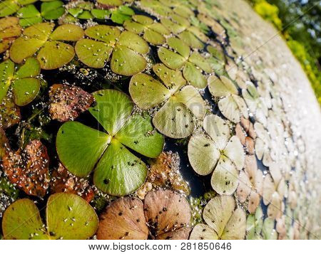 Duckweed (lemnoideae) In A Pond In The Sunny Day, Fisheye Image